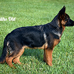 red and black german shepherd puppies for sale near me